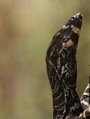 Goanna